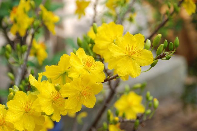 Vận chuyển mai đào tết từ Hồ Chí Minh đi Hà Nội nhanh chóng nhất Vận chuyển mai đào tết từ Hồ Chí Minh đi Hà Nội nhanh chóng nhất