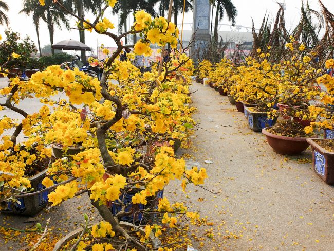 chuyen-phat-nhanh-dao,mai Chuyển phát nhanh đào, mai từ HN đi HCM trong ngày