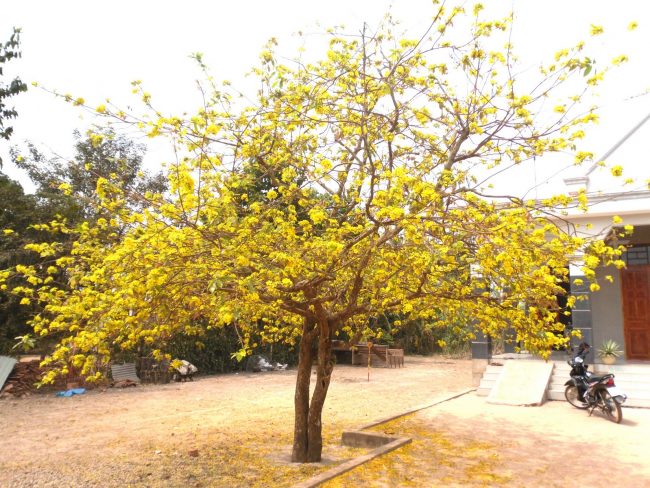 dich-vu-van-chuyen-hang-hoa-tet-nhanh-chong Dịch vụ vận chuyển hoa mai đi Hà Nội nhanh chóng