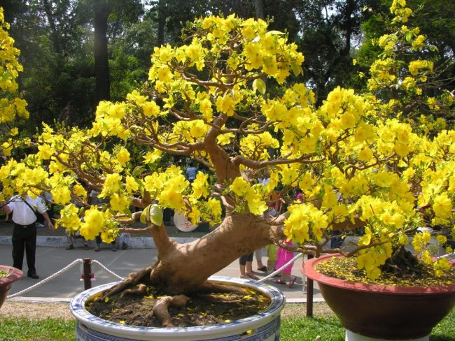 van-chuyen-cay-canh-tu-HN-di-HCM Gửi cây cảnh từ HN đi HCM trong ngày, chi phí tiết kiệm