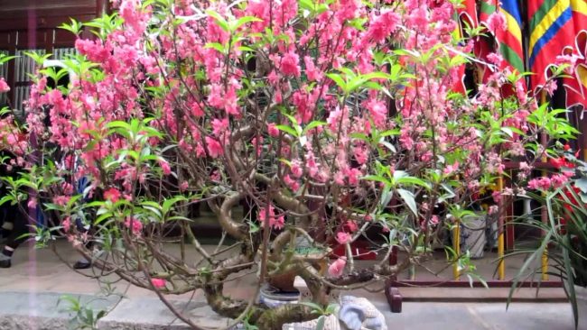 van-chuyen-cay-dao-di-noi-dia Vận chuyển cây đào đi các tỉnh nhanh chóng nhất