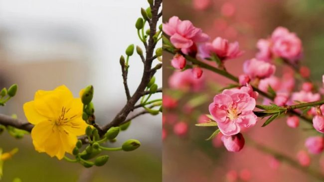Chuyển Đào Mai từ HCM đi Hà Nội Chuyển Đào Mai từ HCM đi Hà Nội