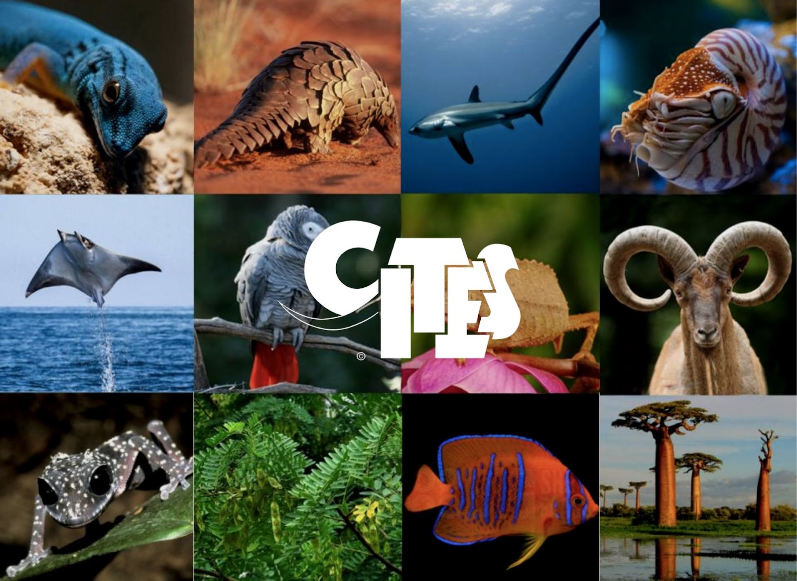 Động vật thuộc công ước CITES không được gửi EU