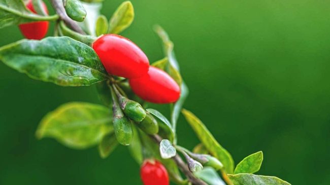 20210412_064200_903871_Qua_Goji_Berries_1.max-1800×1800