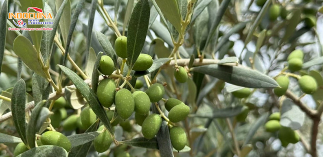 Vận chuyển quả Olive từ Pháp về Hà Nội