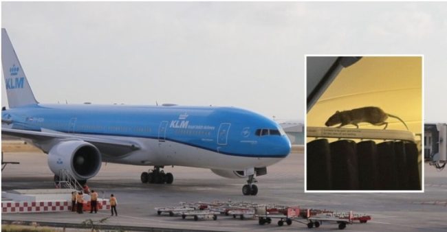 Hình ảnh chuột bò trên khung rèm trong khoang máy bay của KLM.